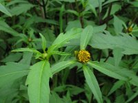 Bidens connata 1, Smal tandzaad, Saxifraga-Rutger Barendse