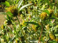 Bidens connata 2, Smal tandzaad, Saxifraga-Rutger Barendse