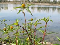 Bidens connata 3, Smal tandzaad, Saxifraga-Rutger Barendse