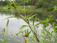 Bidens connata 4, Smal tandzaad, Saxifraga-Rutger Barendse