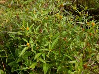 Bidens connata 6, Smal tandzaad, Saxifraga-Peter Meininger