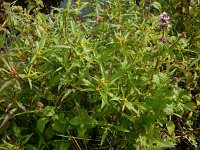 Bidens connata 7, Smal tandzaad, Saxifraga-Peter Meininger