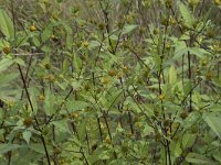 Bidens frondosa 16, Zwart tandzaad, Saxifraga-Willem van Kruijsbergen