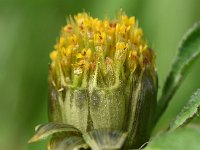 Bidens frondosa 17, Zwart tandzaad, Saxifraga-Sonja Bouwman