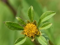 Bidens frondosa 18, Zwart tandzaad, Saxifraga-Sonja Bouwman