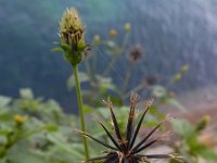 Bidens pilosa 10, Saxifraga-Ed Stikvoort