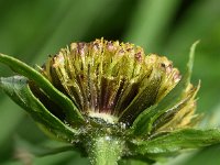 Bidens radiata 3, Riviertandzaad, Saxifraga-Sonja Bouwman  826. Riviertandzaad - Bidens radiata - Asteraceae familie (i)