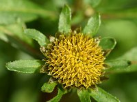 Bidens radiata 5, Riviertandzaad, Saxifraga-Sonja Bouwman  826. Riviertandzaad - Bidens radiata - Asteraceae familie (i) De groene jonker (Zevenhoven)