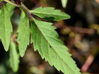 Bidens tripartita 16, Veerdelig tandzaad, Saxifraga-Sonja Bouwman  Veerdelig tandzaad