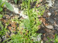 Bifora testiculata 2, Saxifraga-Rutger Barendse