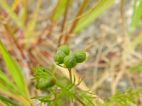 Bifora testiculata 3, Saxifraga-Rutger Barendse