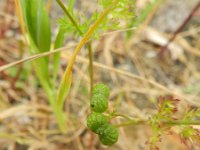 Bifora testiculata 4, Saxifraga-Rutger Barendse