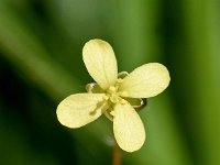 Biscutella didyma 20, Saxifraga-Sonja Bouwman  Biscutella didyma - Brassicaceae familie; Mikro Nisi (Zakynthos)