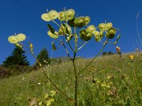 Biscutella laevigata 16, Saxifraga-Ed Stikvoort