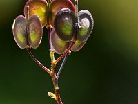 Biscutella laevigata 24, Saxifraga-Tom Heijnen