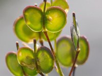 Biscutella laevigata 25, Saxifraga-Tom Heijnen