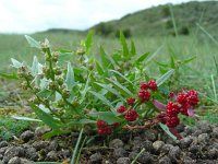 Blitum virgatum