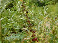 Blitum virgatum 10, Rode aardbeispinazie, Saxifraga-Ed Stikvoort