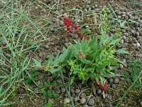 Blitum virgatum 12, Rode aardbeispinazie, Saxifraga-Ed Stikvoort