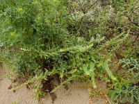 Blitum virgatum 2, Rode aardbeispinazie, Saxifraga-Ed Stikvoort