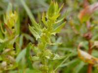 Blitum virgatum 3, Rode aardbeispinazie, Saxifraga-Ed Stikvoort