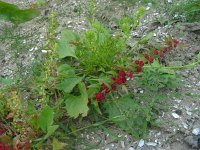 Blitum virgatum 5, Rode aardbeispinazie, Saxifraga-Ed Stikvoort