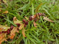 Blitum virgatum 6, Rode aardbeispinazie, Saxifraga-Ed Stikvoort