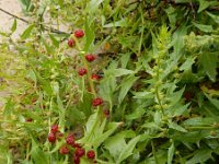 Blitum virgatum 7, Rode aardbeispinazie, Saxifraga-Ed Stikvoort