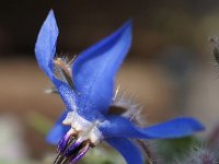 Borago officinalis 45, Bernagie, Saxifraga-Sonja Bouwman