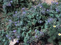 Borago officinalis 46, Bernagie, Saxifraga-Jan van der Straaten