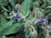 Borago officinalis 47, Bernagie, Saxifraga-Jan van der Straaten