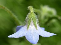 Borago pygmaea