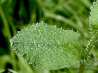 Borago pygmaea 2, Saxifraga-Sonja Bouwman  1001. Slender borage - Borago pygmaea - Boraginaceae familie (zw)