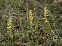 Botrichium lunaria 61, Gelobde maanvaren, Saxifraga-Willem van Kruijsbergen