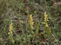 Botrichium lunaria 62, Gelobde maanvaren, Saxifraga-Willem van Kruijsbergen