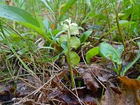 Botrychium lunaria 47, Gelobde maanvaren, Saxifraga-Hans Grotenhuis