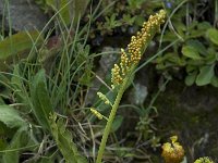 Botrychium lunaria 1, Gelobde maanvaren, Saxifraga-Willem van Kruijsbergen