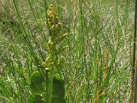 Botrychium lunaria 11, Gelobde maanvaren, Saxifraga-Jasenka Topic