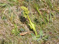 Botrychium lunaria 14, Gelobde maanvaren, Saxifraga-Bart Vastenhouw