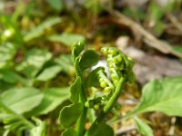 Botrychium lunaria 15, Gelobde maanvaren, Saxifraga-Rurger Barendse