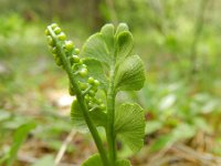 Botrychium lunaria 16, Gelobde maanvaren, Saxifraga-Rurger Barendse