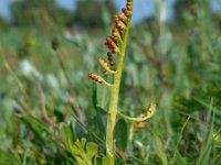 Botrychium lunaria 20, Gelobde maanvaren, Saxifraga-Ed Stikvoort