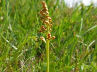 Botrychium lunaria 21, Gelobde maanvaren, Saxifraga-Ed Stikvoort