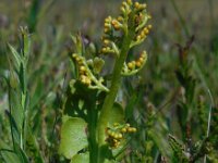 Botrychium lunaria 23, Gelobde maanvaren, Saxifraga-Ed Stikvoort