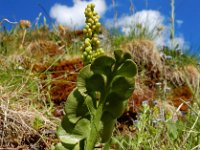 Botrychium lunaria 25, Gelobde maanvaren, Saxifraga-Ed Stikvoort