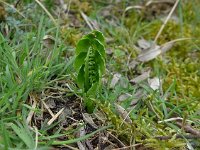 Botrychium lunaria 28, Gelobde maanvaren, Saxifraga-Jelle van Dijk