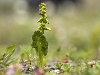 Botrychium lunaria 29, Gelobde maanvaren, Saxifraga-Luuk Vermeer