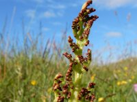 Botrychium lunaria 31, Gelobde maanvaren, Saxifraga-Ed Stikvoort