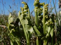 Botrychium lunaria 34, Gelobde maanvaren, Saxifraga-Ed Stikvoort