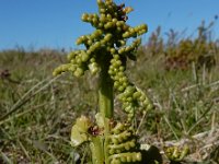 Botrychium lunaria 36, Gelobde maanvaren, Saxifraga-Ed Stikvoort